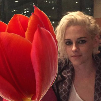 imTulip's profile picture