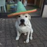 Profilbild von Ben Sanchez