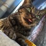 やました。 profil fotoğrafı