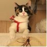 刘 profil fotoğrafı