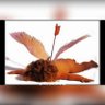 JoyC's profile picture