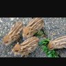 Фото профиля ハァーどっこいしょー!