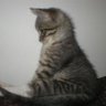Profilbild von sharon