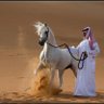 امير وخبير profil fotoğrafı