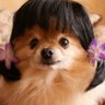 Dudu Cabeleira profil fotoğrafı