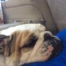 Nate Steed profil fotoğrafı