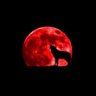 Desert Wolf profil fotoğrafı