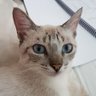 EMERSON BETA profil fotoğrafı