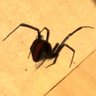 Spiderbloke 🇦🇺🌸's profile picture