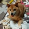 むぎこ's profile picture