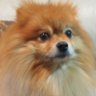 るん🐶🐈🐤😇 profil fotoğrafı