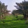 صاحب المزرعة's profile picture