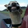 Tian Roselló's profile picture