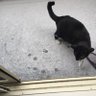 つっきー profil fotoğrafı