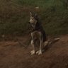 Howlingman profil fotoğrafı