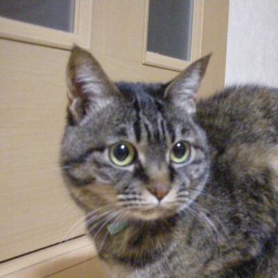 青緑龍(びじむと)'s profile picture