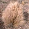 Profilbild von Coiron