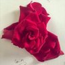 سلاماًياعراق's profile picture