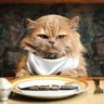 ناقد profil fotoğrafı