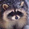 Fluffy - TRANS PEOPLE ARE PEOPLE's profile picture