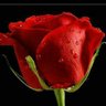 YM's profile picture