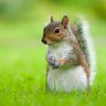 Фото профиля Secret Squirrel 🇺🇦 🇬🇧🇺🇲🏴󠁧󠁢󠁥󠁮󠁧󠁿
