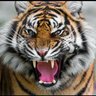 Seth Joyner's profile picture