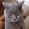 hey3ogaku's profile picture