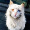 Chat Hétérochromie 🇲🇾 🇫🇷 的头像
