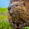 Eager Beaver's profile picture