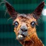 Profilbild von Charles Vernuez