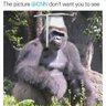 HarambeGraduate's profile picture