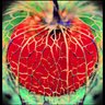 lantern_plant's profile picture