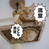 タビー＆ハニー's profile picture