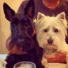 mollieandarchie profil fotoğrafı