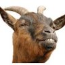 Scottythegoat's profile picture