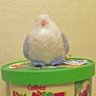 ポポの宮 的头像