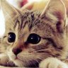 miyuki's profile picture