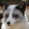 Profilbild von ボーダー・フォックス