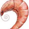 Gambazo's profile picture