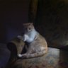 Joy T 🇺🇸🐈🦮 profil fotoğrafı