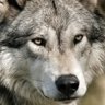 Icepoint (M. a tak dále)'s profile picture
