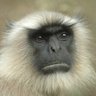 Joel Strachan's profile picture