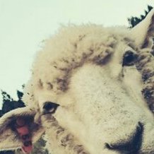 melemelesheep's profile picture