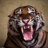the last rimau 的头像