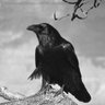Dr. Mish Abosgoy Somberlain 🐦⬛🐍 profil fotoğrafı