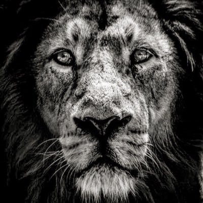 alevigilmalbec's profile picture