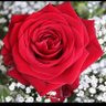 وردة🌹❤️'s profile picture
