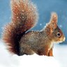 Anna 🐿️ profil fotoğrafı