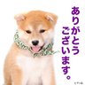 ちっち's profile picture